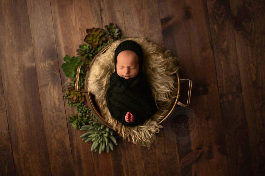 newborn baby succulent basket studio session. Iris Lane Photography NE Ohio akron, canton, cleveland,newborn photographer